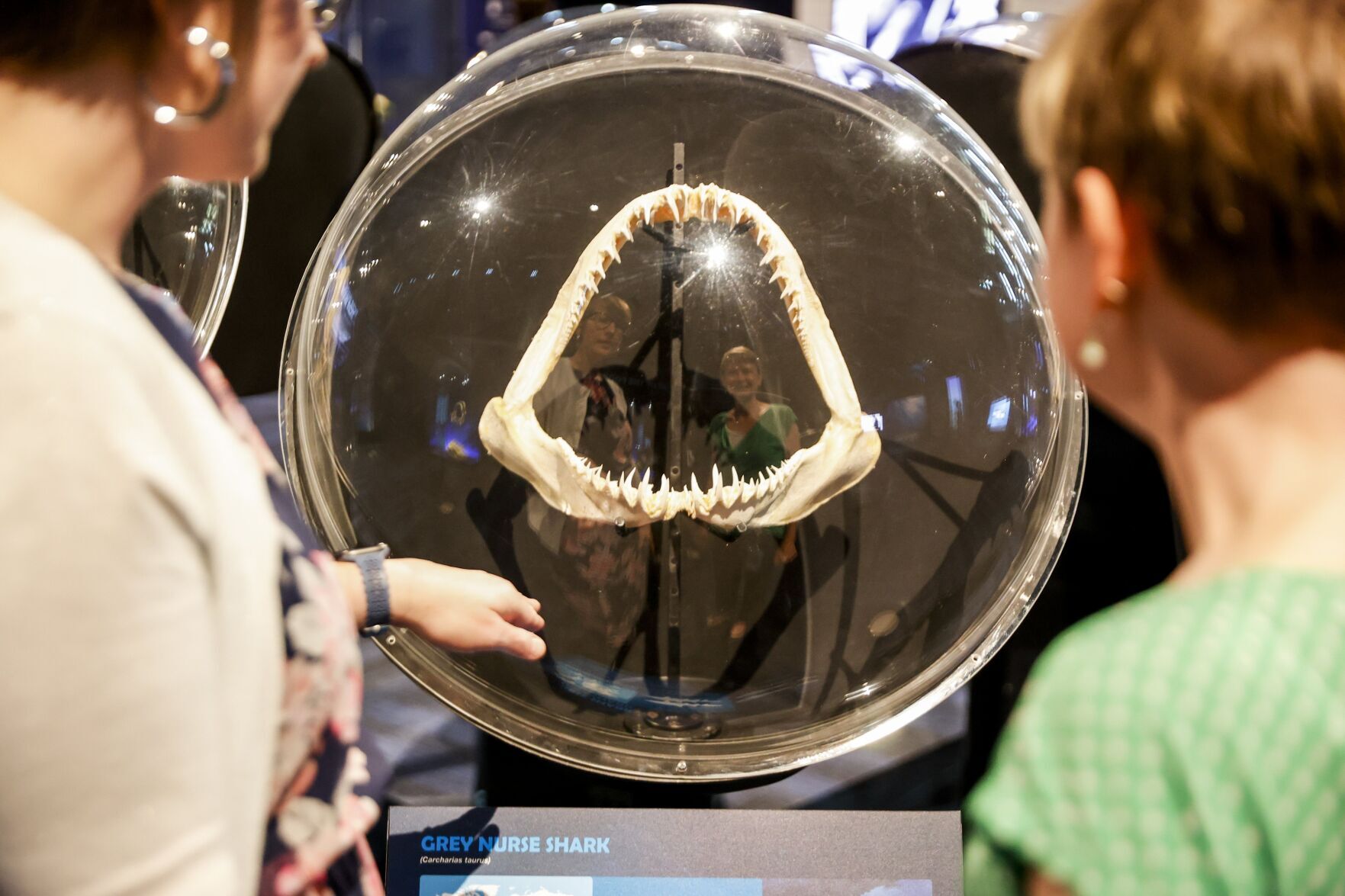 20220527_MET_SHARK